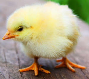 Adorable petit poussin